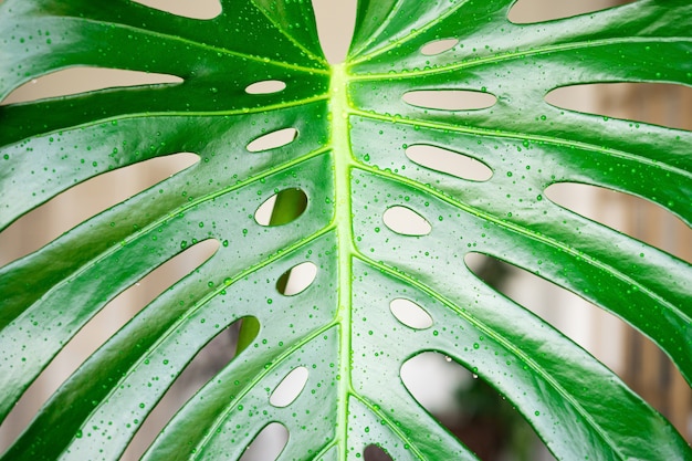 Les feuilles de Monstera se bouchent avec des gouttes d'eau