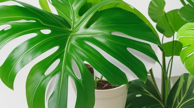 Feuilles de Monstera tropicales de verdure luxuriante dans un pot se prélassant dans une lumière radieuse