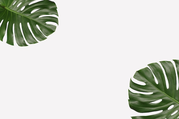 Feuilles de monstera vertes sur fond gris et espace de copie pour la conception de votre travail.