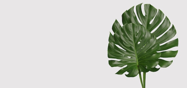 Feuilles de monstera vertes sur fond gris et espace de copie pour la conception de votre travail.