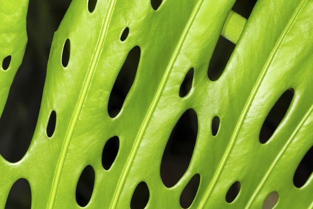 Feuilles de monstera vertes