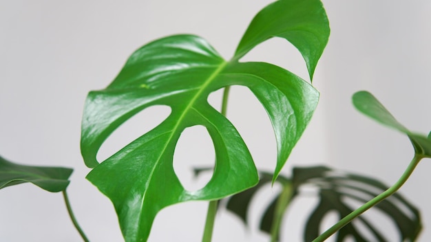 Feuilles de monstera vertes