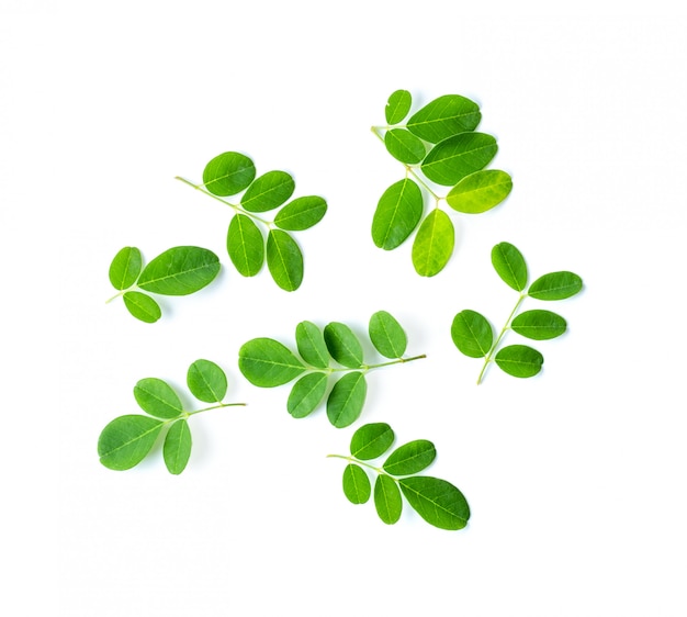 Feuilles de Moringa sur fond blanc. vue de dessus