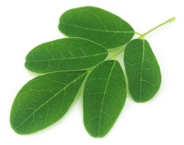 Feuilles de Moringa sur fond blanc