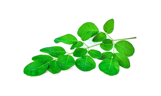 Feuilles de moringa sur fond blanc