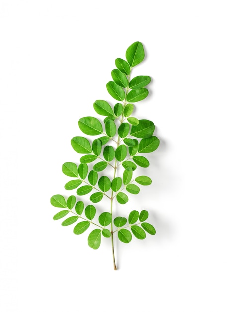 Feuilles de Moringa