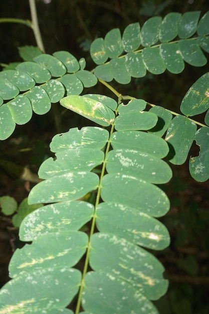 feuilles de moringa