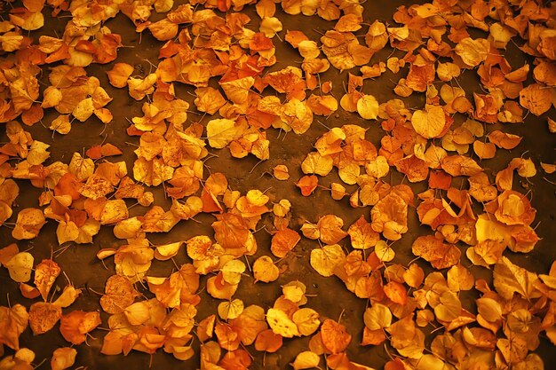 feuilles mortes abstrait saisonnier