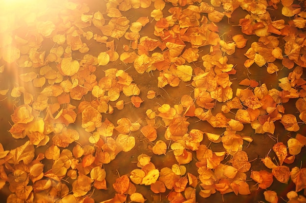 feuilles mortes abstrait saisonnier
