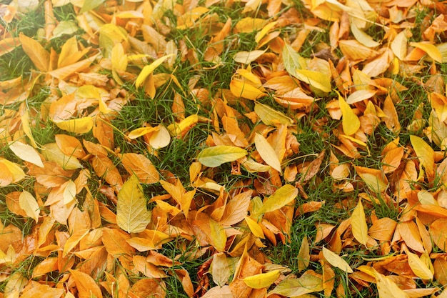 Photo feuilles mortes d'arbres