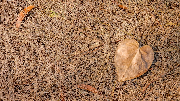 Feuilles mortes d'automne au sol, idéales pour les arrière-plans et les textures