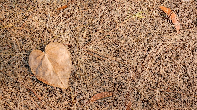 Feuilles mortes d'automne au sol, idéales pour les arrière-plans et les textures