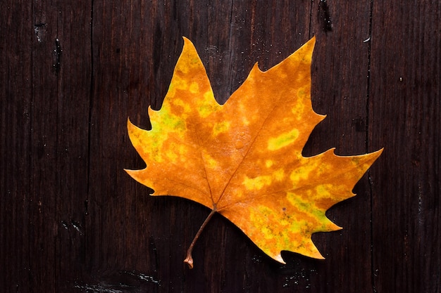 Feuilles mortes sur banc en bois