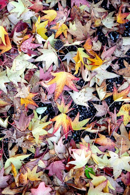 Des feuilles mortes colorées sur le sol