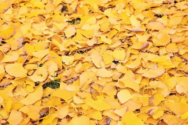 Feuilles mortes de ginkgo dans le parc