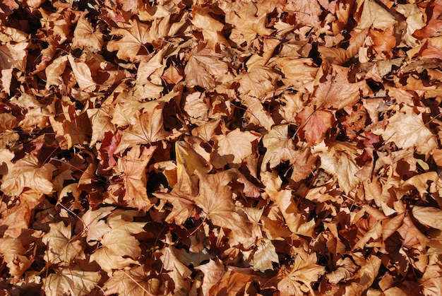 Feuilles mortes gisant sur fond de sol