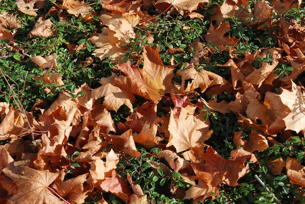 Feuilles mortes gisant sur le sol