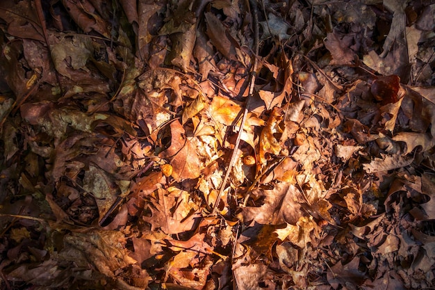 Feuilles mortes sèches sur le sol Texture de fond d'automne