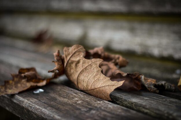 Photo les feuilles mortes