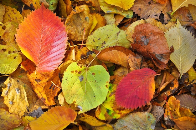 Feuilles mortes