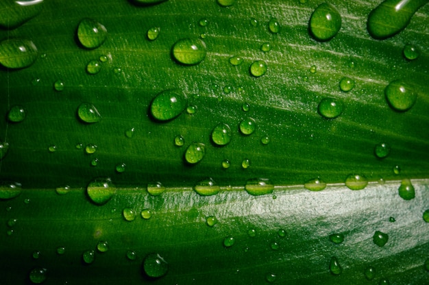 Feuilles à motifs de fond