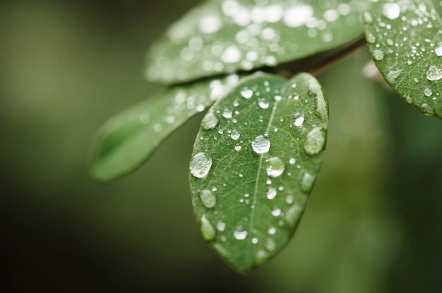 Feuilles mouillées