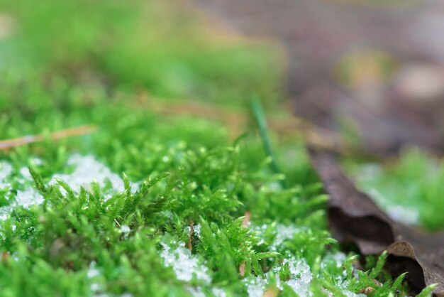 Les feuilles de mousse sont visibles à travers la neige fondue. herbe verte sous la neige au printemps.