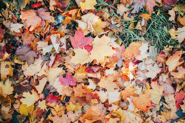 Feuilles multicolores se trouvent sur l'herbe fond d'automne