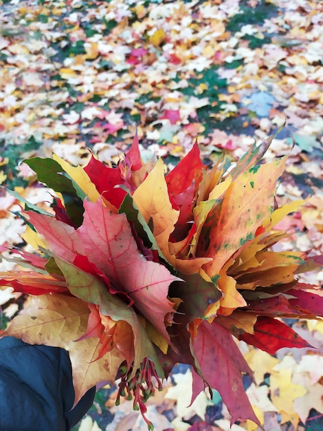 Feuilles multicolores sèches dans la main humaine Concept d'automne Feuilles jaunes et rouges dans la main humaine