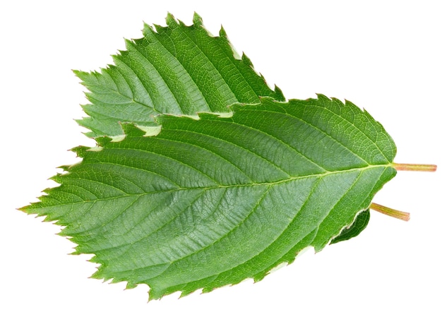 Feuilles de mûre isolés sur blanc