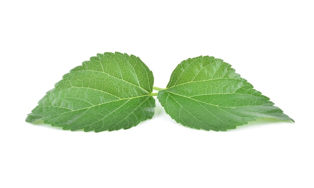 Feuilles de mûrier isolés sur fond blanc