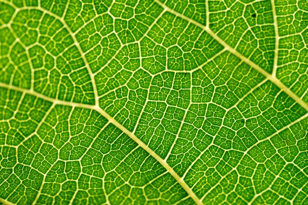 Les feuilles de mûrier sont détaillées.