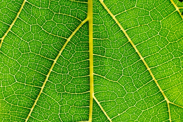 Les feuilles de mûrier sont détaillées.