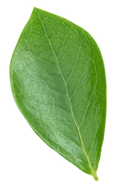 Feuilles de myrtille isolés sur fond blanc. Chemin de détourage de feuilles