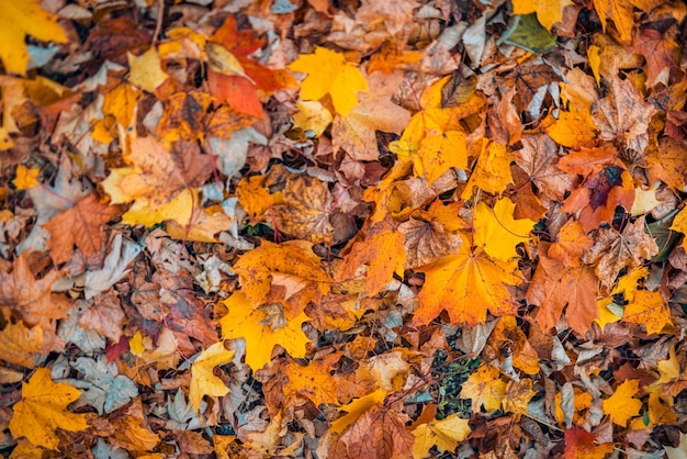 Feuilles de nature relaxante, vue de dessus d'automne colorée. Paysage forestier abstrait soleil tranquille serein