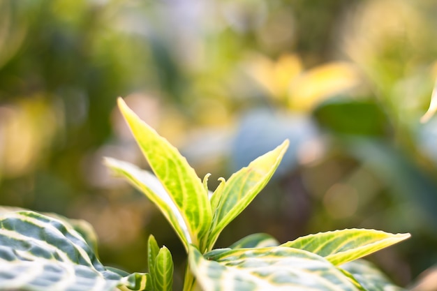 feuilles de nature verte