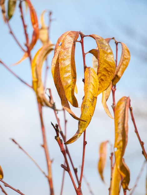 Feuilles de nectarine jaune en automne avec un ciel bleu flou en arrière-plan