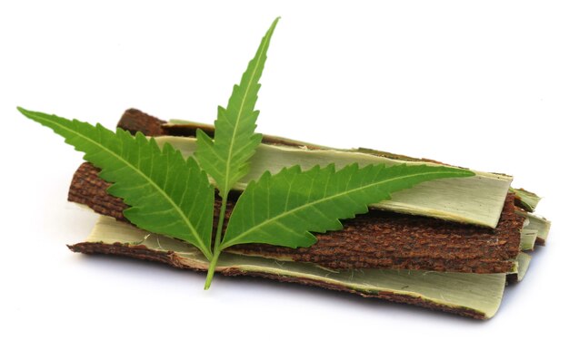 Feuilles De Neem Médicinales Avec écorce D'arbre Sur Fond Blanc