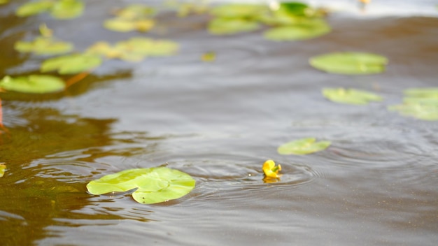 Feuilles de nénuphar vert dans la rivière ou le lac