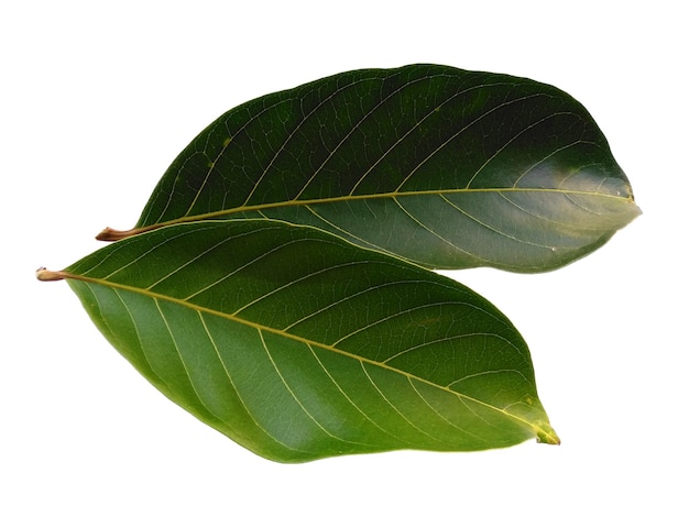 Feuilles de Nephelium lappaceum ou feuille de ramboutan sur fond blanc