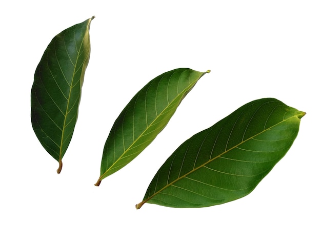 Feuilles de Nephelium lappaceum ou feuille de ramboutan sur fond blanc