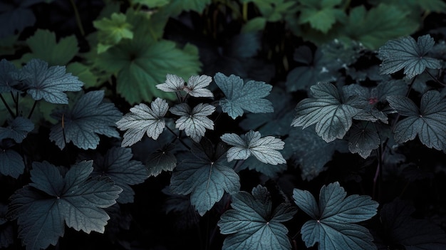 Feuilles noires de la nature