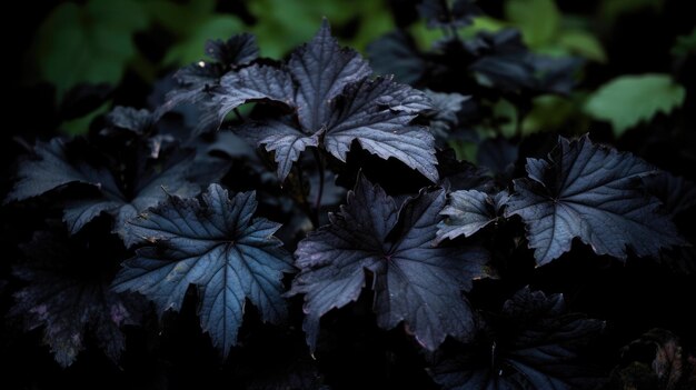 Feuilles noires de la nature