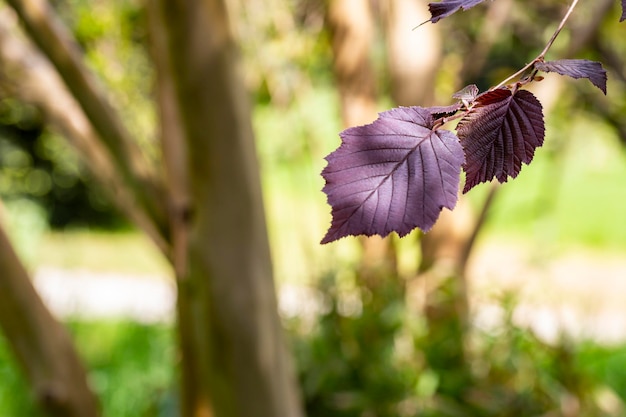 Feuilles de noisetier pourpre nom latin Corylus maxima Purpurea