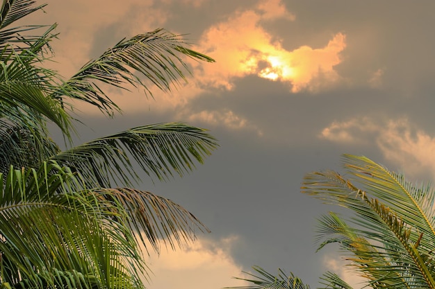 Feuilles de noix de coco et ciel crépusculaire