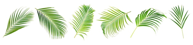 Feuilles de noix de coco ou frondes de noix de coco Feuilles de palmier vert Feuillage tropical isolé sur fond blanc