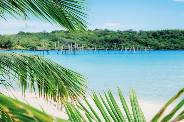 Feuilles de noix de coco sur l&#39;île.