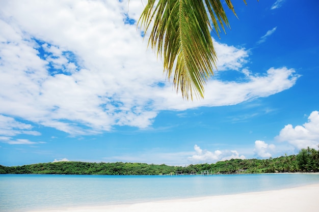 Feuilles de noix de coco à la mer avec un ciel bleu en Thaïlande.