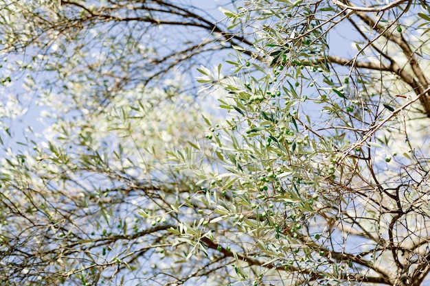 Feuilles d'olivier sur des branches d'arbres avec des fruits verts contre le ciel bleu