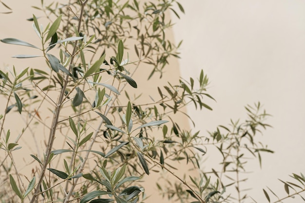 Photo des feuilles d'olivier vertes, des branches sur un fond beige neutre, un concept de nature minimale esthétique, un espace vide à copier